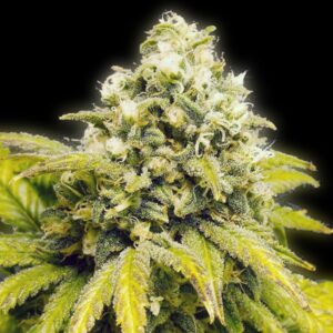 5 UND REG- ORIGINAL AFGHAN * THE BULLDOG SEEDS REG 5 UND