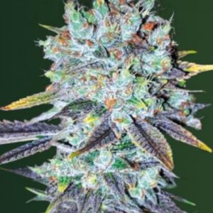 10 UND FEM - ORIGINAL BERRY * VICTORY SEEDS FEMINIZADA 10 UND