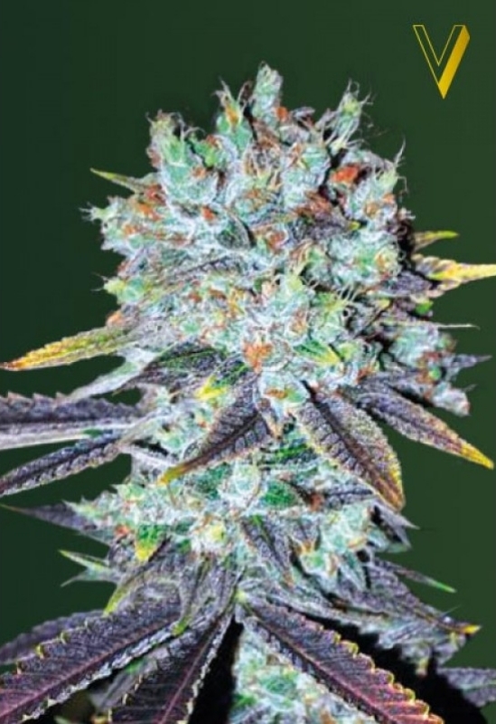 5 UND FEM - ORIGINAL  BERRY * VICTORY SEEDS FEMINIZADA 5 UND