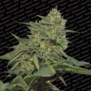 5 UND FEM - ORIGINAL CHEESE * PARADISE SEEDS 5 UND FEMINIZADAS