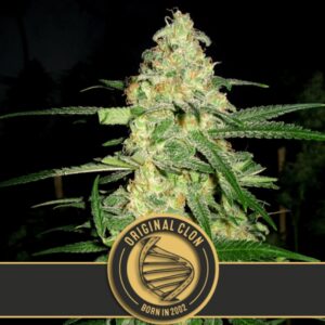 3 UND FEM - ORIGINAL CLON * BLIMBURN SEEDS 3 UND FEMINIZADAS
