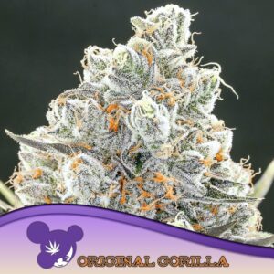5 UND FEM - ORIGINAL GORILLA #4 * ANESIA SEEDS 5 FEMINIZADAS