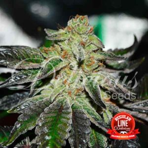 15 UND REG - ORIGINAL JUAN HERER (REGULARES) * DELICIOUS 15 UND REGULARES