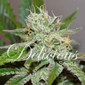 1 UND FEM - ORIGINAL JUAN HERER (SATIVA LINE) * DELICIOUS 1 UND FEMINIZADA