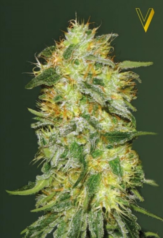 5 UND FEM - ORIGINAL LIMONADE SKUNK * VICTORY SEEDS FEMINIZADA 5 UND
