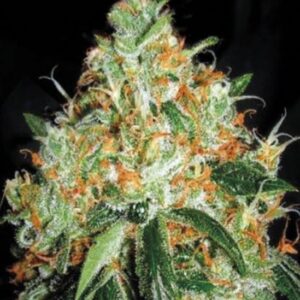 100 UND FEM - ORIGINAL ORANGE BUD * BULK SEED 100 UND FEM