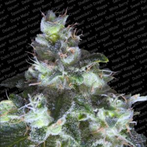 3 UND FEM - ORIGINAL WHITE WIDOW * PARADISE SEEDS 3 UND FEMINIZADAS