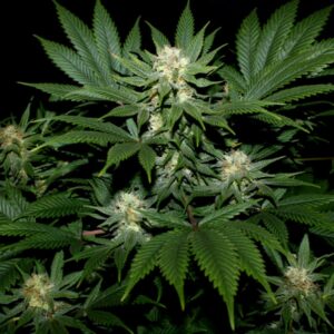 15 UND REG - ORTEGA * MR NICE LIMITED EDITION 15 UND REG