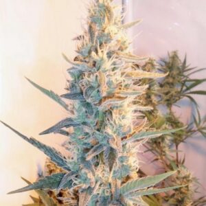 4 UND FEM - OUTDOOR GRAPEFRUIT * FEMALE SEEDS 4 UND FEMINIZADAS