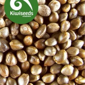 5 UND REG - OUTDOOR MIX * KIWISEEDS 5 UND REGULARES