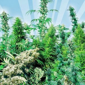 25 UND REG - OUTDOOR MIXﾮ* SENSI SEEDS 25 UND REG