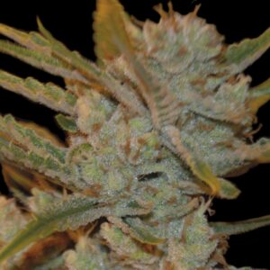 1 UND FEM - OXUS * EXCLUSIVE SEEDS 1 UND FEM