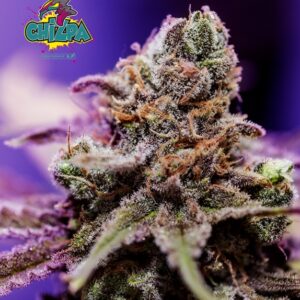 6 UND FEM - PACK # 1 CHIZPA * POSITRONICS SEEDS