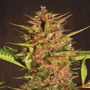 5 UND REG - PAKISTAN CHITRAL KUSH * ACE SEEDS 5 UND REGULARES