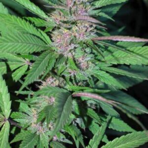 1 UND FEM - PAKISTAN CHITRAL KUSH * CANNABIOGEN 1 UND FEMINIZADA