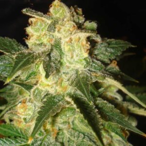 7 UND FEM - PAKISTAN RYDER (AUTOFLOWERING C.) * WORLD OF SEEDS 7 UND FEMINIZADAS