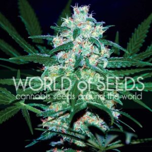 10 UND REG - PAKISTAN VALLEY (WOS) * WORLD OF SEEDS 10 UND REG