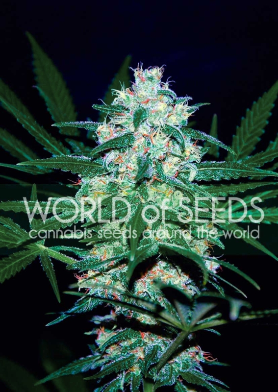 3 UND FEM - PAKISTAN VALLEY (PURE ORIGIN COLLECTION) * WORLD OF SEEDS 3 UND FEMINIZADAS