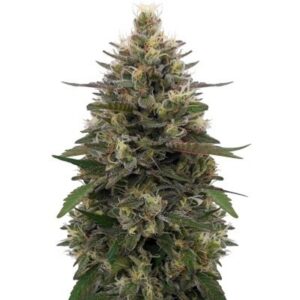 5 UND FEM - PAKISTANI SKUNK * ACE SEEDS 5 UND FEMINIZADAS