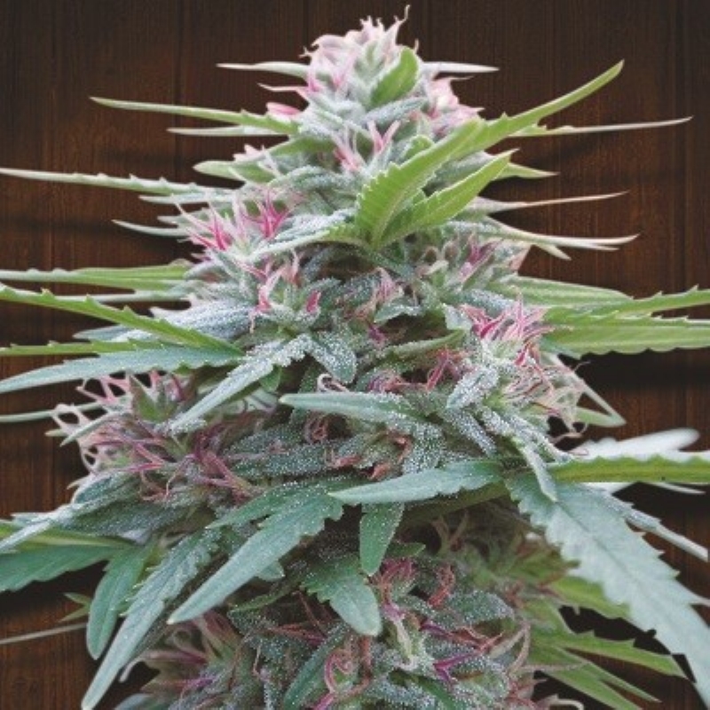 5 UND FEM - PANAMA * ACE SEEDS 5 UND FEMINIZADAS