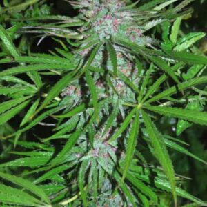 1 UND FEM - PANAMA * CANNABIOGEN 1 UND FEMINIZADA