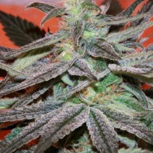 1 UND FEM - PANAMA DC * CANNABIOGEN 1 UND FEMINIZADA