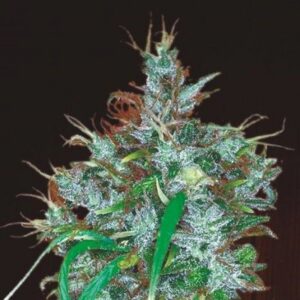 3 UND FEM - PANAMA HAZE * ACE SEEDS 3 UND FEMINIZADAS