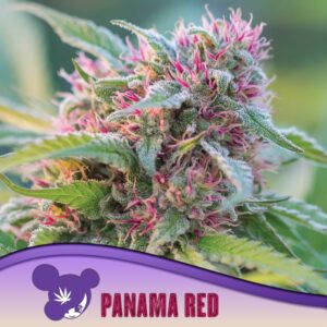 3 UND FEM - PANAMA RED * ANESIA SEEDS 3 FEMINIZADAS