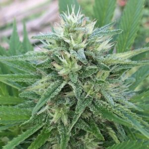 5 UND FEM - PANAMA X BANGI HAZE * ACE SEEDS 5 UND FEMINIZADAS