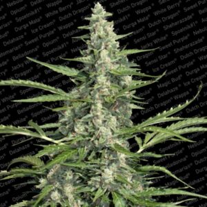 10 UND FEM - PANDORA  * PARADISE SEEDS 10 UND FEMINIZADAS