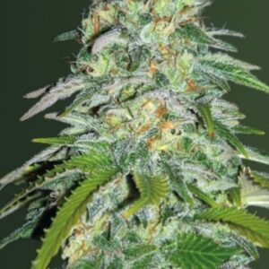 10 UND FEM - PARMESAN * VICTORY SEEDS FEMINIZADA 10 UND