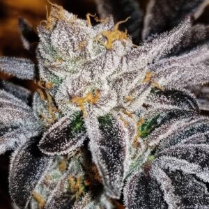 3 UND FEM - PCG COOKIES X WATERMELON ZKITTLEZ * PURPLE CITY GENETICS 3 FEMINIZADAS
