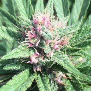 5 UND FEM - ERDPURT X PCK * ACE SEEDS 5 UND FEMINIZADAS