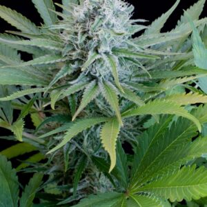5 UND FEM - PEACH PUR�E CBD * G13 LABS SEEDS 5 FEMINIZADAS