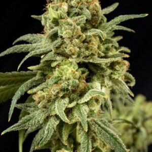 6 UND FEM - PEACHES 'N' CHEESE * HOUSE OF THE GREAT GARDENER FEMINIZADA 6 UND