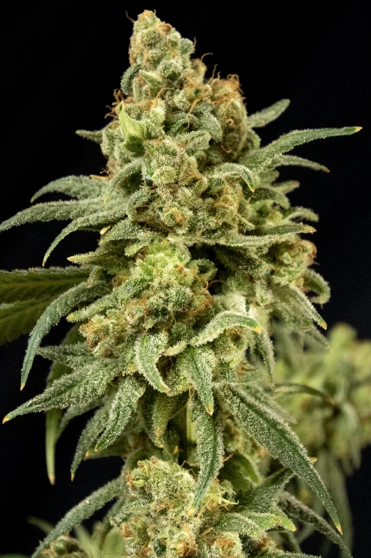 6 UND FEM - PEACHES 'N' CHEESE * HOUSE OF THE GREAT GARDENER FEMINIZADA 6 UND