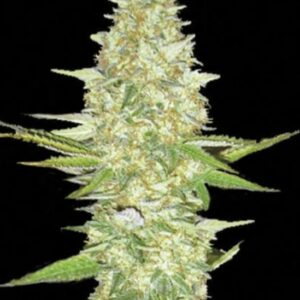 5 UND FEM - PERFECT POWER PLANT * BULK SEED 5 UND FEM