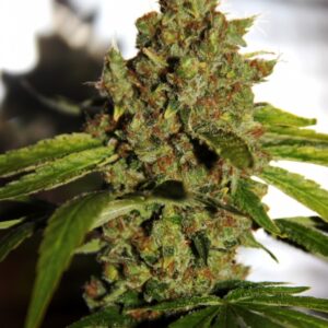 5 UND REG - PH * CBD CREW SEEDS 5 UND REGULARES