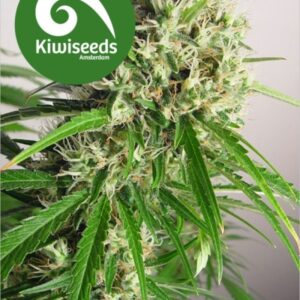 5 UND REG - PHATT FREDDY * KIWISEEDS 5 UND REGULARES