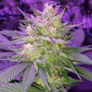 5 UND REG - PINA RITA * SUBCOOL THE DANK 5 UND REGULARES