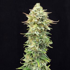 5 UND FEM - PINEAPPLEﾠDREAM EDITION * KANNABIA SEEDS 5 UND FEM