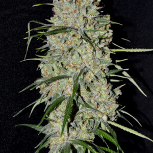 5 UND FEM - PINEAPPLE EXPRESS #2 AUTO * G13 LABS SEEDS 5 FEMINIZADAS