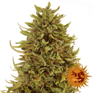 3 UND FEM - PINEAPPLE EXPRESS (AUTO FLOWERING) * BARNEY'S FARM FEM 3 UND