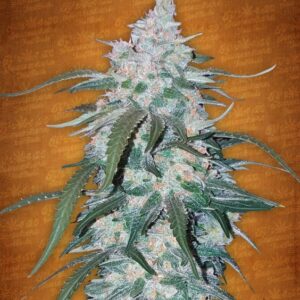 10 UND FEM - PINEAPPLE EXPRESS * FASTBUDS SEEDS FEMINIZADA 10 UND