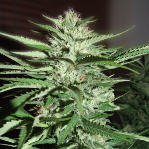 5 UND FEM - PINEAPPLE EXPRESS * G13 LABS SEEDS 5 FEMINIZADAS