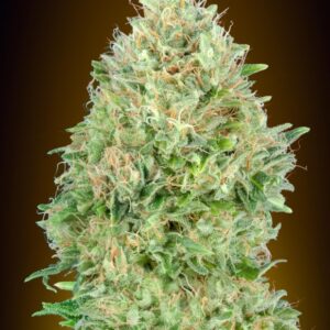 100 UND FEM - PINEAPPLE GLUE * ADVANCED SEEDS 100 UND FEM