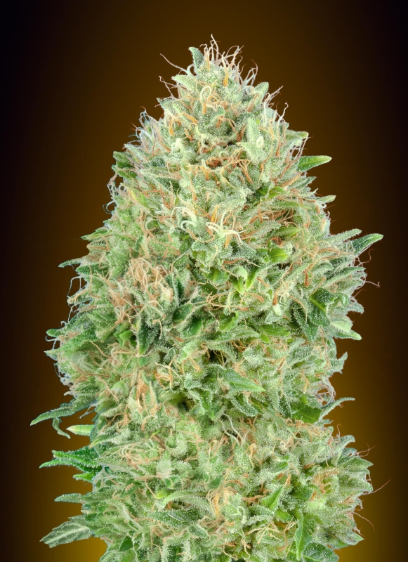 100 UND FEM - PINEAPPLE GLUE * ADVANCED SEEDS 100 UND FEM