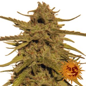 10 UND REG - PINEAPPLE HAZE * BARNEY#S FARM REGULAR 10 UND