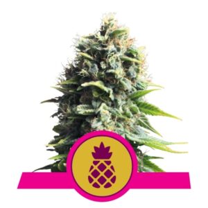 100 UND FEM - PINEAPPLE KUSH * ROYAL QUEEN 100 UND FEMINIZADAS