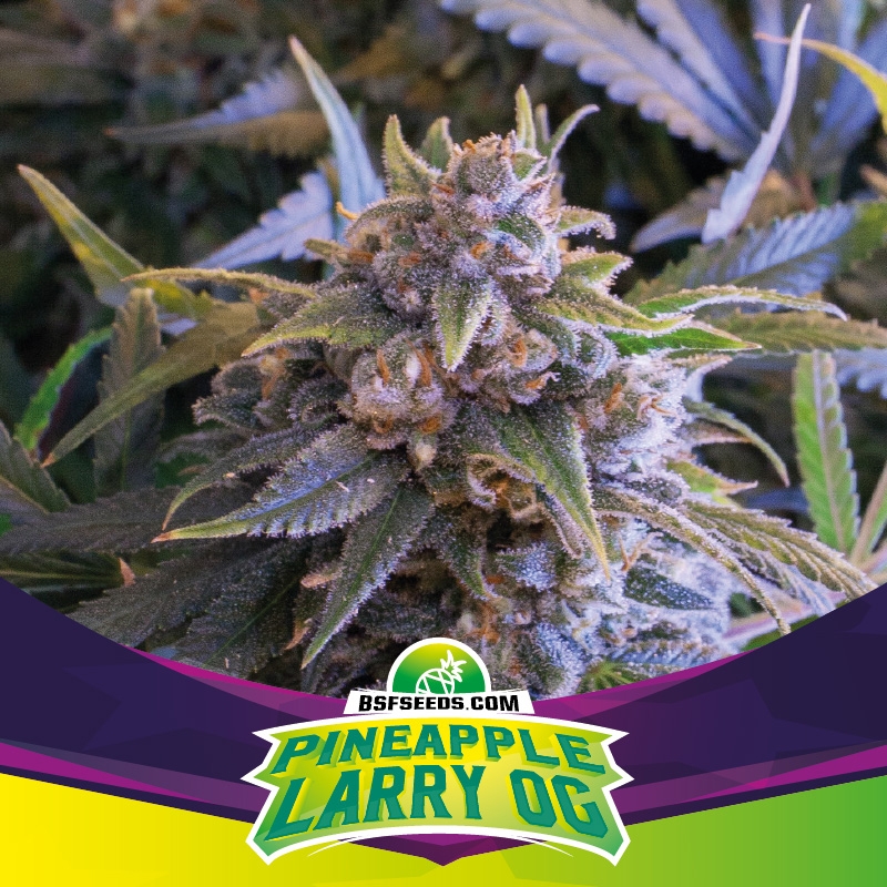 50 UND FEM - PINEAPPLE LARRY OG * BSF SEEDS 50 UND FEMINIZADAS